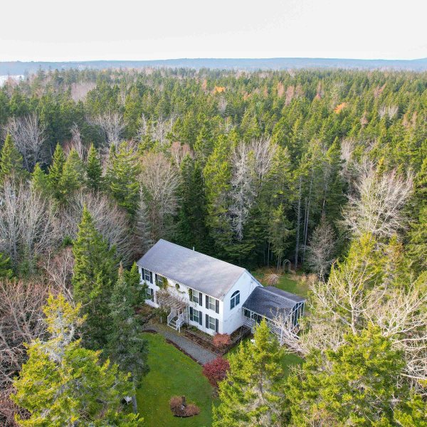 a train on a lush green forest