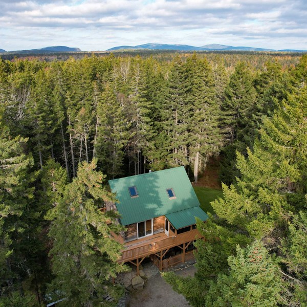 a view of a lush green forest