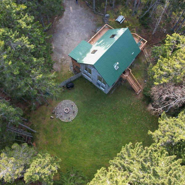 a tree in the middle of a garden
