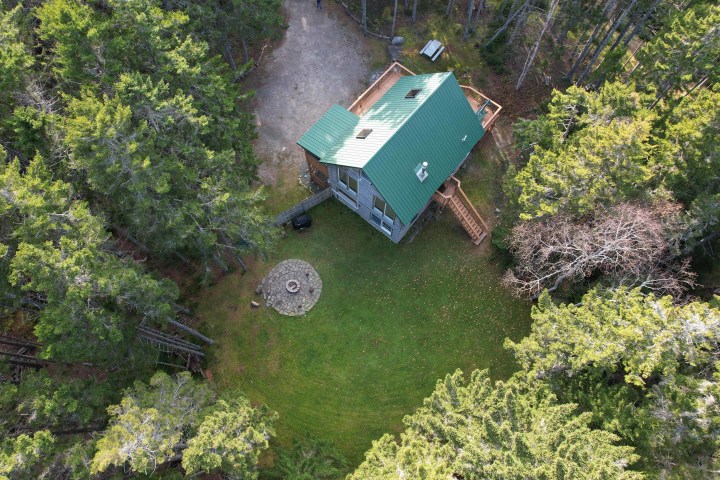 a tree in the middle of a garden